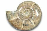 Polished Ammonite (Argonauticeras) Fossil - Iridescent Shell #246205-1